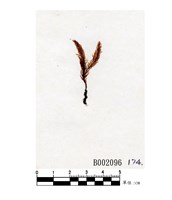 藏品(刺葉檜苔爪哇變種)的圖片